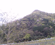 桜色の山