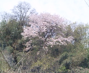 桜色の山